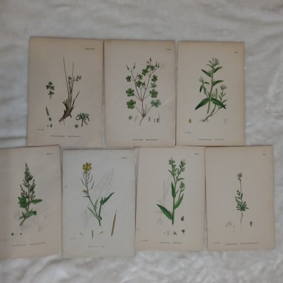 Vintage 1870 Botanical Prints Collectible - Picture 14 of 14